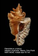 Pterochelus undosus